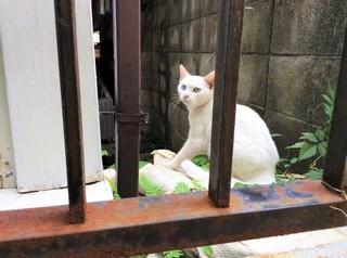 新宿区、紅葉川支流の近くにいた美しい白猫.jpg